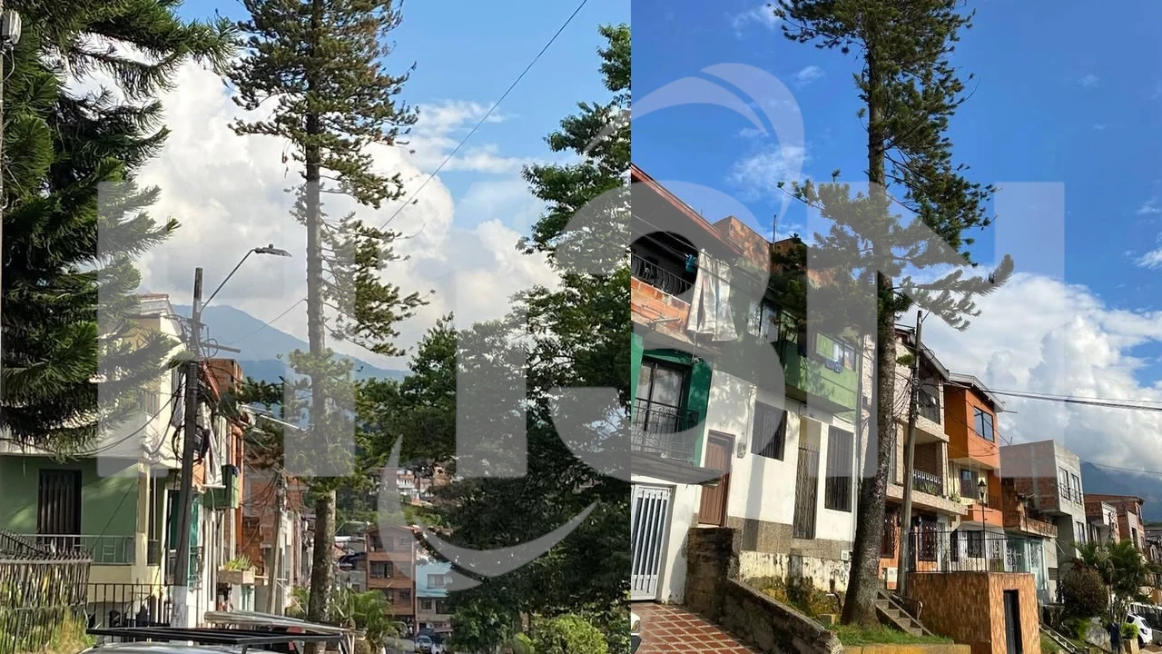 ¡La comunidad tiene temor! Denuncian que árbol gigante podría caer y poner en riesgo la seguridad de los habitantes en Manrique Oriental