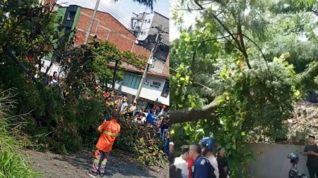 ¡Atención! Un árbol se desplomó y dejó varios lesionados en Medellín ¡Atención! Un árbol se desplomó y dejó varios lesionados en Medellín