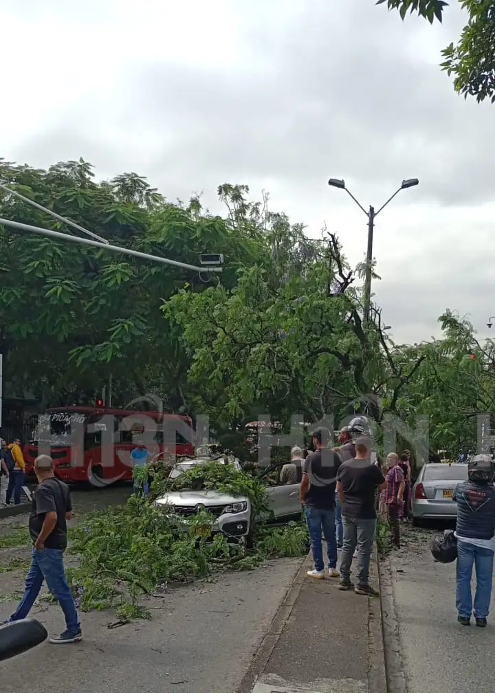 arbol-caido-avenida-80-colombia-medellin