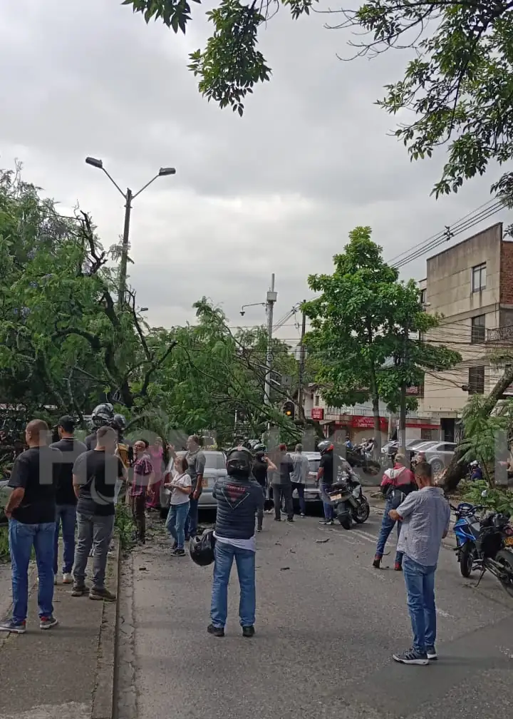 arbol-caido-avenida-80-colombia-medellin2
