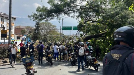 ¿Por qué tarda tanto la Alcaldía en talar los árboles en riesgo?: explicación tras tragedia en la 33 avenida-33-medellin-caida-arboles-arbol-tala