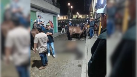 ¿Maltrato animal? Indignación por un caballo que murió tras cabalgata en Santo Domingo, Antioquia cabballo-demayado