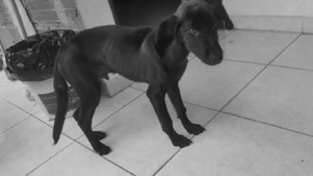cachorro-maltrato-animal-la-estrella-virus-multa-propietaria