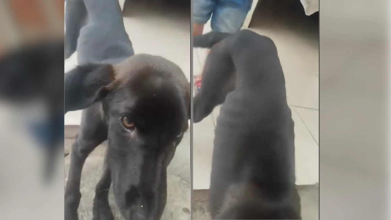 cachorro-muere-maltrato-animal-la-estrella-virus-multa-propietaria1