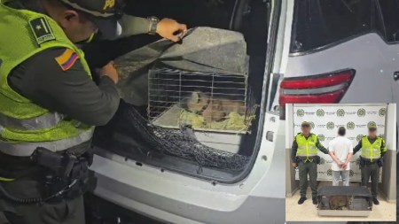 captura-trafico-fauna-hombre-camioneta-puma-girardota