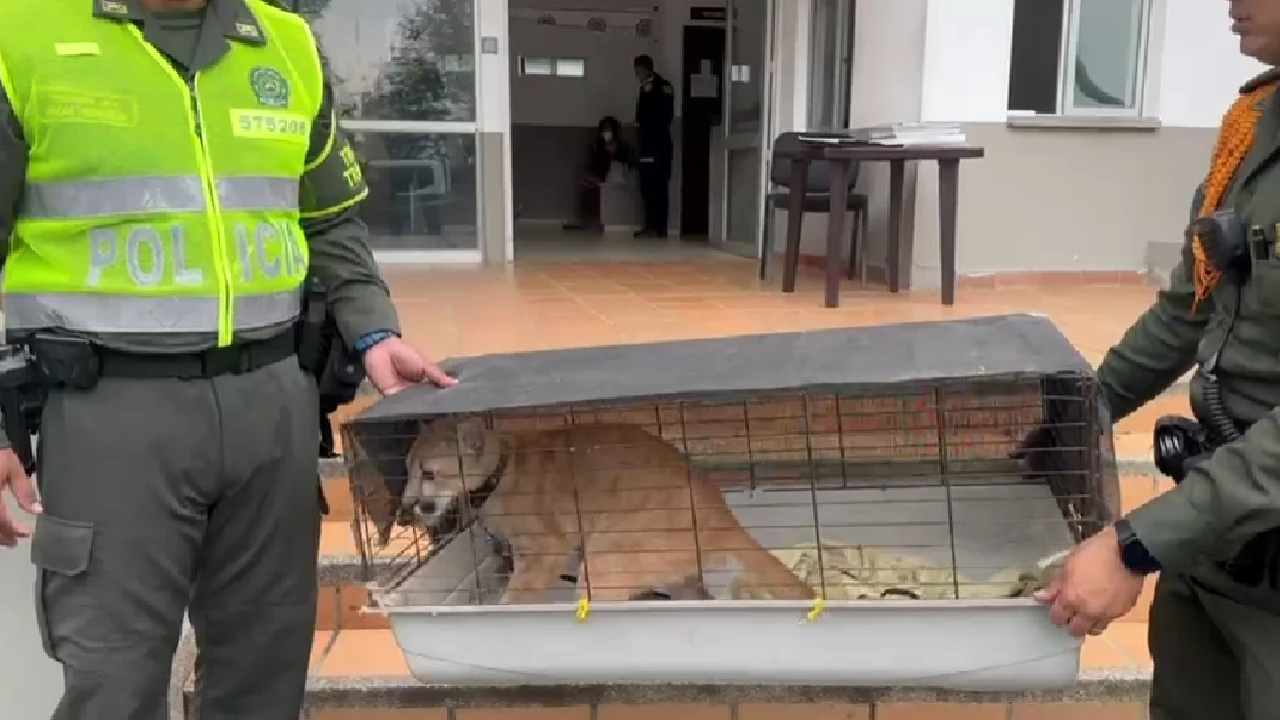captura-trafico-fauna-hombre-camioneta-puma-girardota3