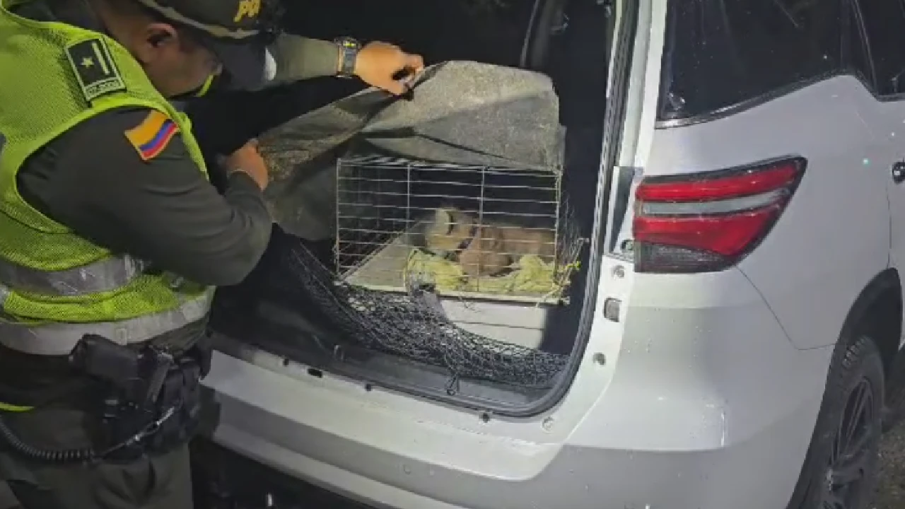captura-trafico-fauna-hombre-camioneta-puma-girardota4