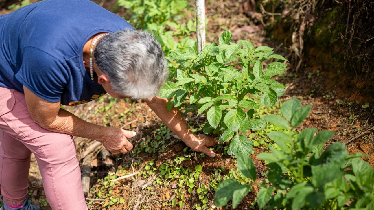 En Girardota fortalecen el sector agrícola con asesorías técnicas e insumos que impulsan el crecimiento sostenible 1 crecimiento-sector-agricola-girardota3