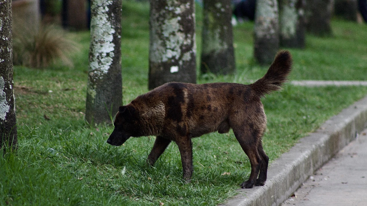 disposicion-heces-mascotas-muncipio-la-ceja