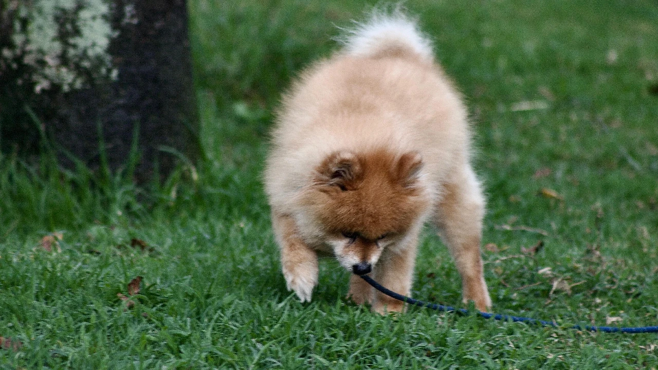 disposicion-heces-mascotas-muncipio-la-ceja3