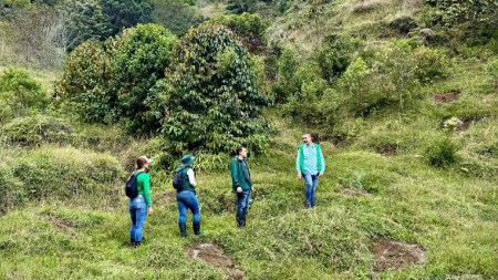 hectareas-reforestadas-jerico-arboles-plantados-cuencas-hidricas1