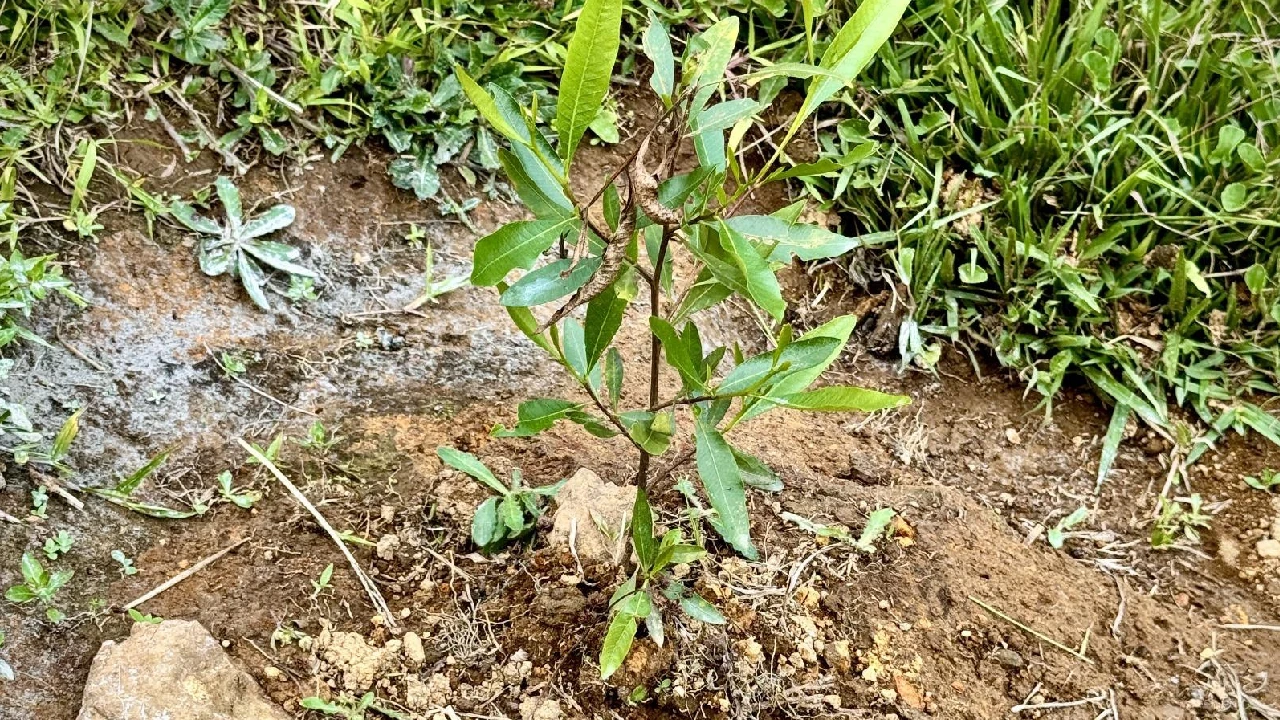 hectareas-reforestadas-jerico-arboles-plantados-cuencas-hidricas3