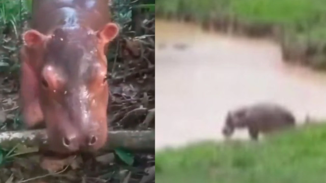 ¡Es su bebé! Campesino se pasea con «paco», un hipopótamo que adoptó y ahora tiene como mascota en Puerto Nare cria-de-hipopotamo-paco-puerto-nare-antioquia-magdalena-medio
