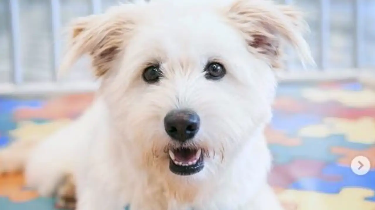 la perla adopcion