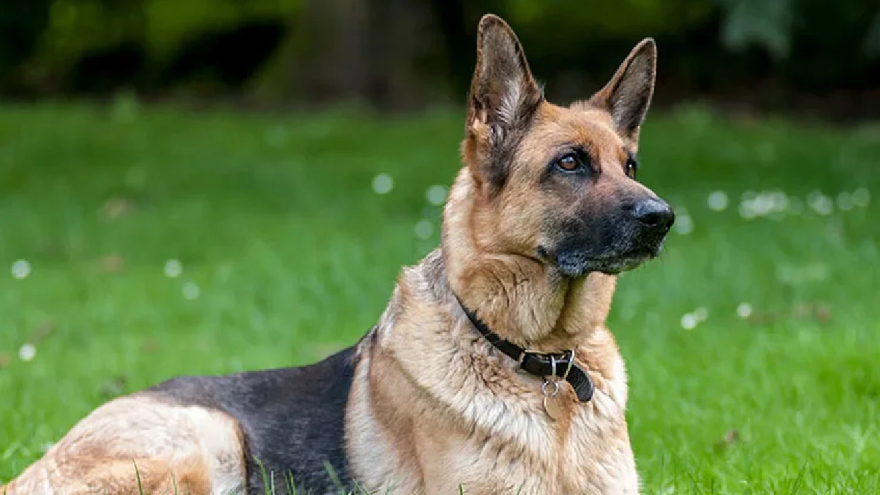 ley-lorenzo-perros-dignos-servicio-vigilancia1