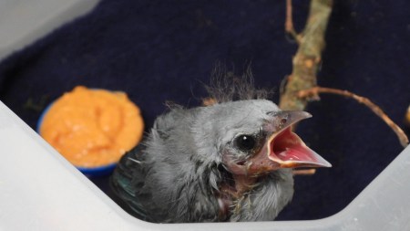 ¡A cuidar los polluelos! Si están en el suelo posiblemente no estén abandonados