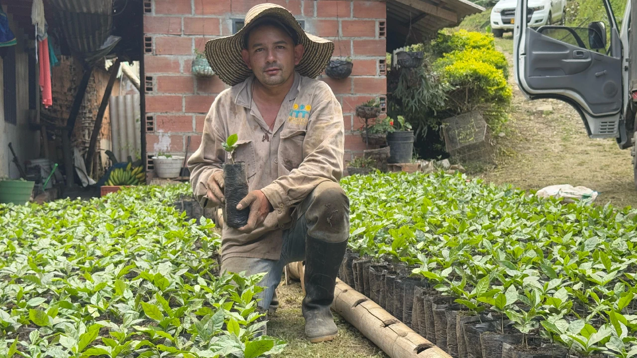 produccion-cafetera-sonson-entrega-almacigos-cafe1