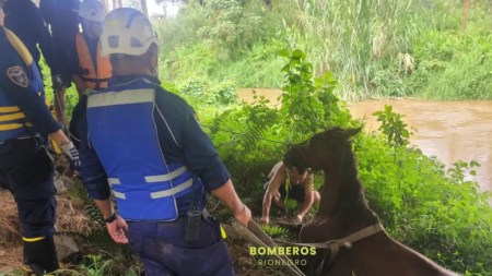 Bomberos Rionegro realizaron dos rescates a dos caballos que estaban atrapados