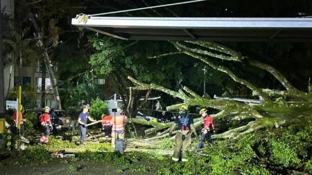 Árbol colapsó sobre tres carros y cinco motos en Medellín; Bomberos atienden la emergencia