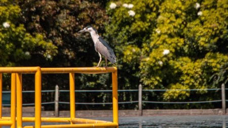 ¡Hermosas! 38 especies de aves han sido identificadas en la Planta de Tratamiento de Aguas Residuales de La Ceja Aves-planta-de-tratamiento-de-agua-la-ceja-del-tambo