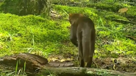 ¡Qué bonito! Cámara oculta graba un felino silvestre en Sabaneta después de años sin ser visto