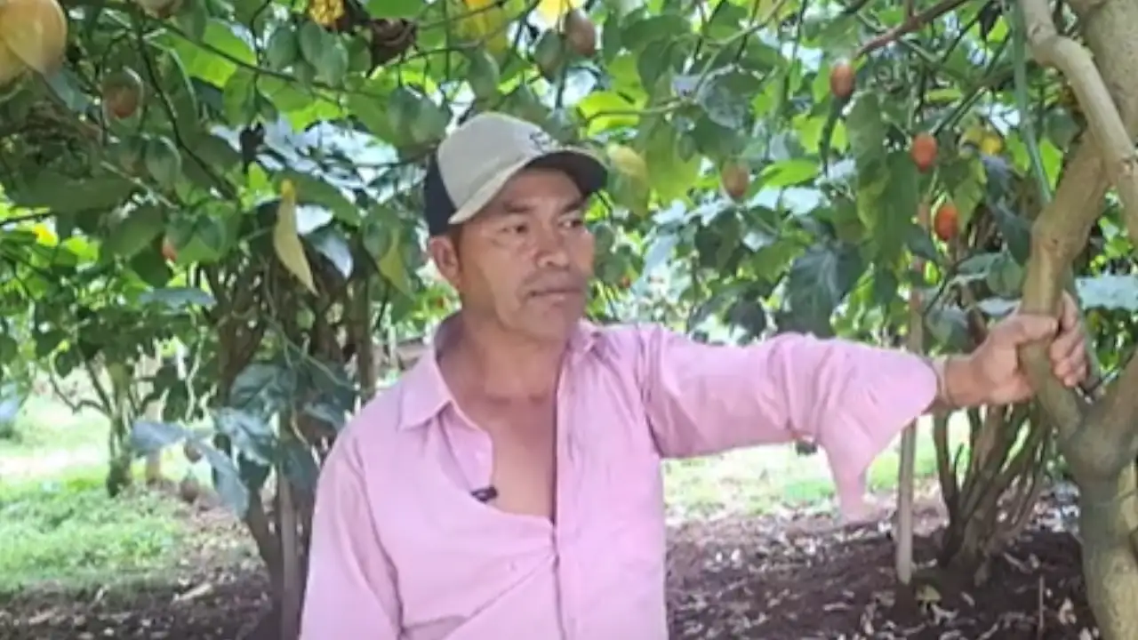 ¡Muy triste! Por precios bajos, campesino antioqueño prefiere regalar su cosecha gratis a la comunidad