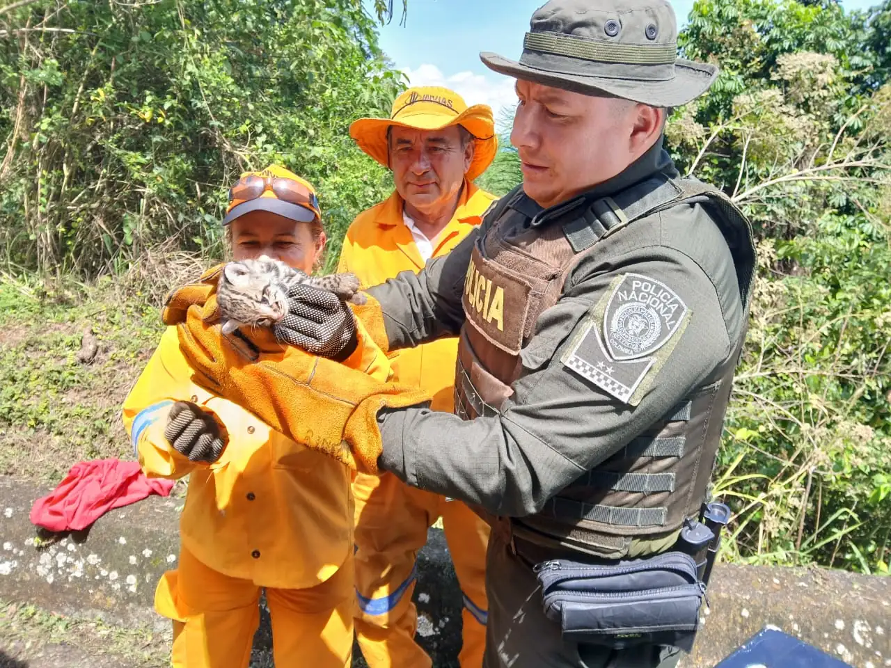 ¡Qué pesar! Autoridades rescatan a un tigrillo herido en plena vía pública de San Jerónimo 1 Tigrillo-1