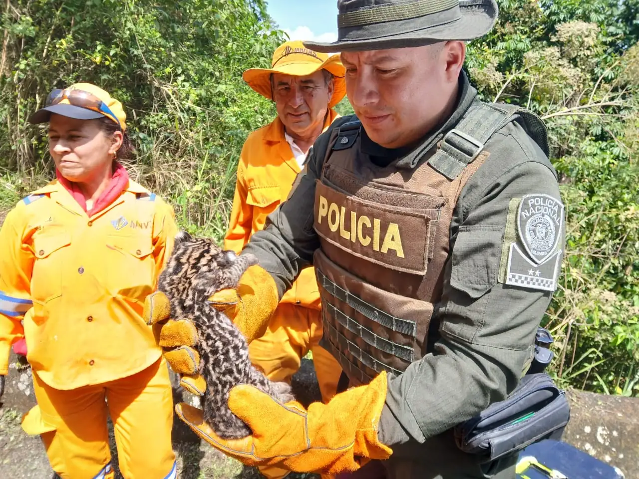 ¡Qué pesar! Autoridades rescatan a un tigrillo herido en plena vía pública de San Jerónimo 2 Tigrillo-2