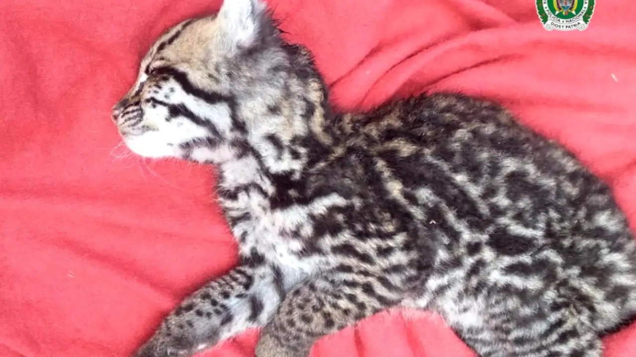 ¡Qué pesar! Autoridades rescatan a un tigrillo herido en plena vía pública de San Jerónimo Tigrillo