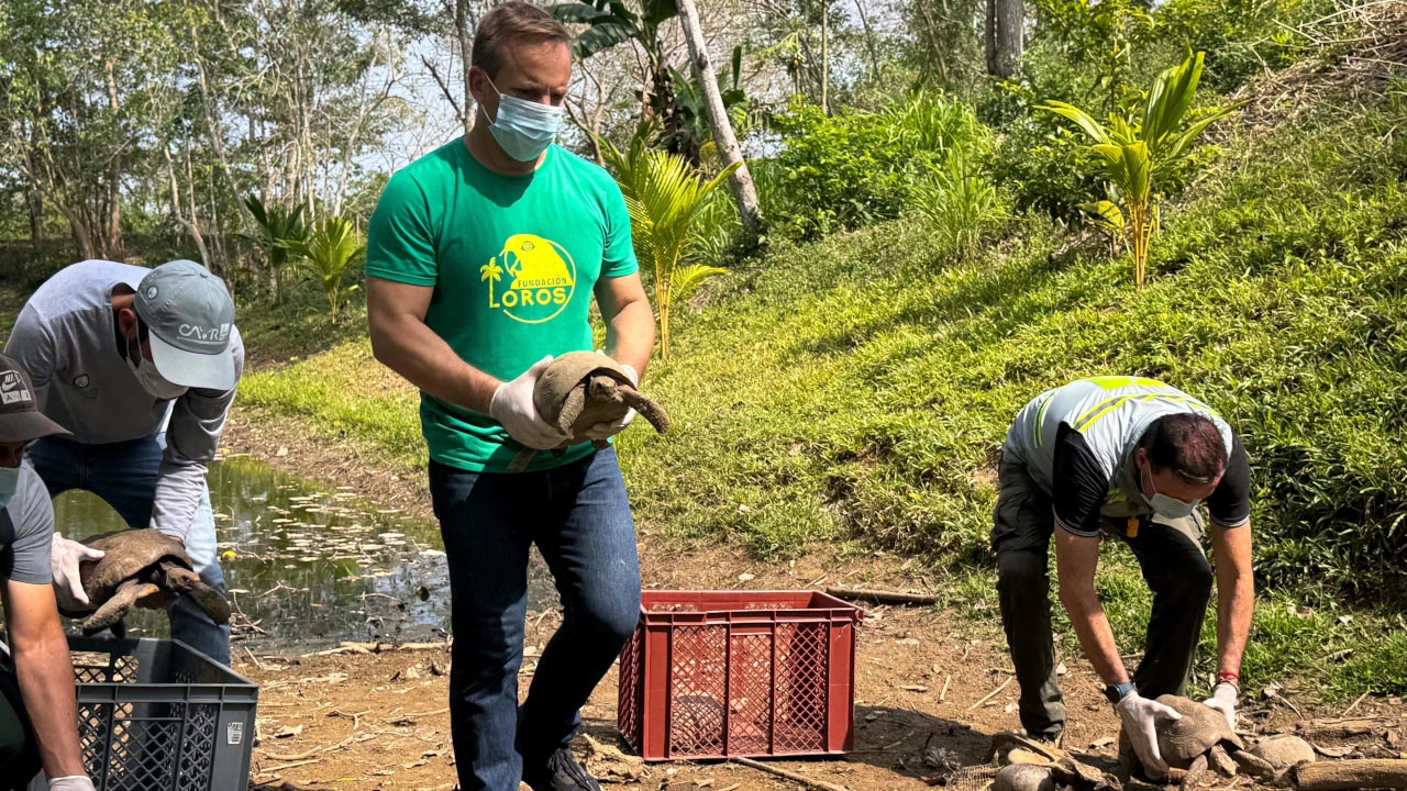 Tras ser rescatadas del tráfico ilegal, 148 tortugas Morrocoy fueron liberadas a su hábitat natural 1 animales1