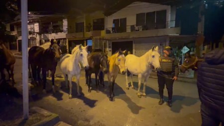 aprehension-semovientes-caballos-mala-tenencia-carmenviboral