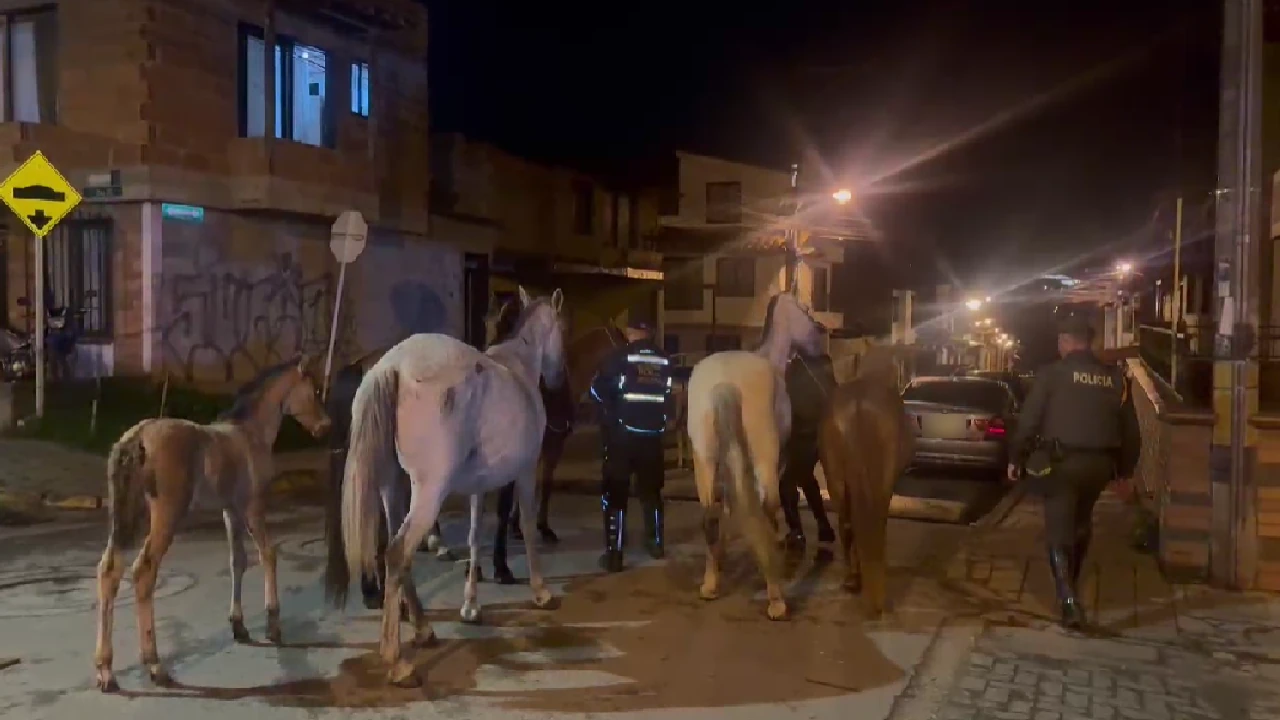 aprehension-semovientes-caballos-mala-tenencia-carmenviboral2