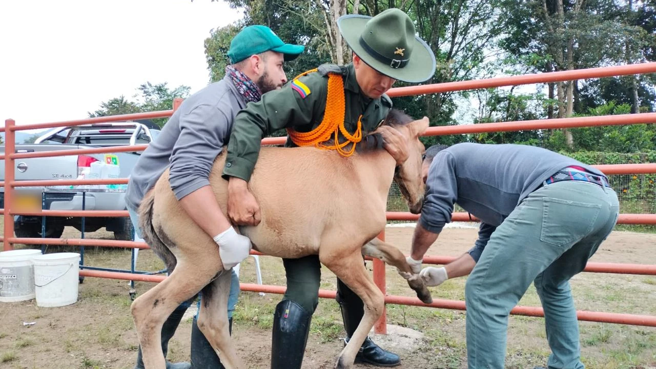 aprehension-semovientes-caballos-mala-tenencia-carmenviboral4