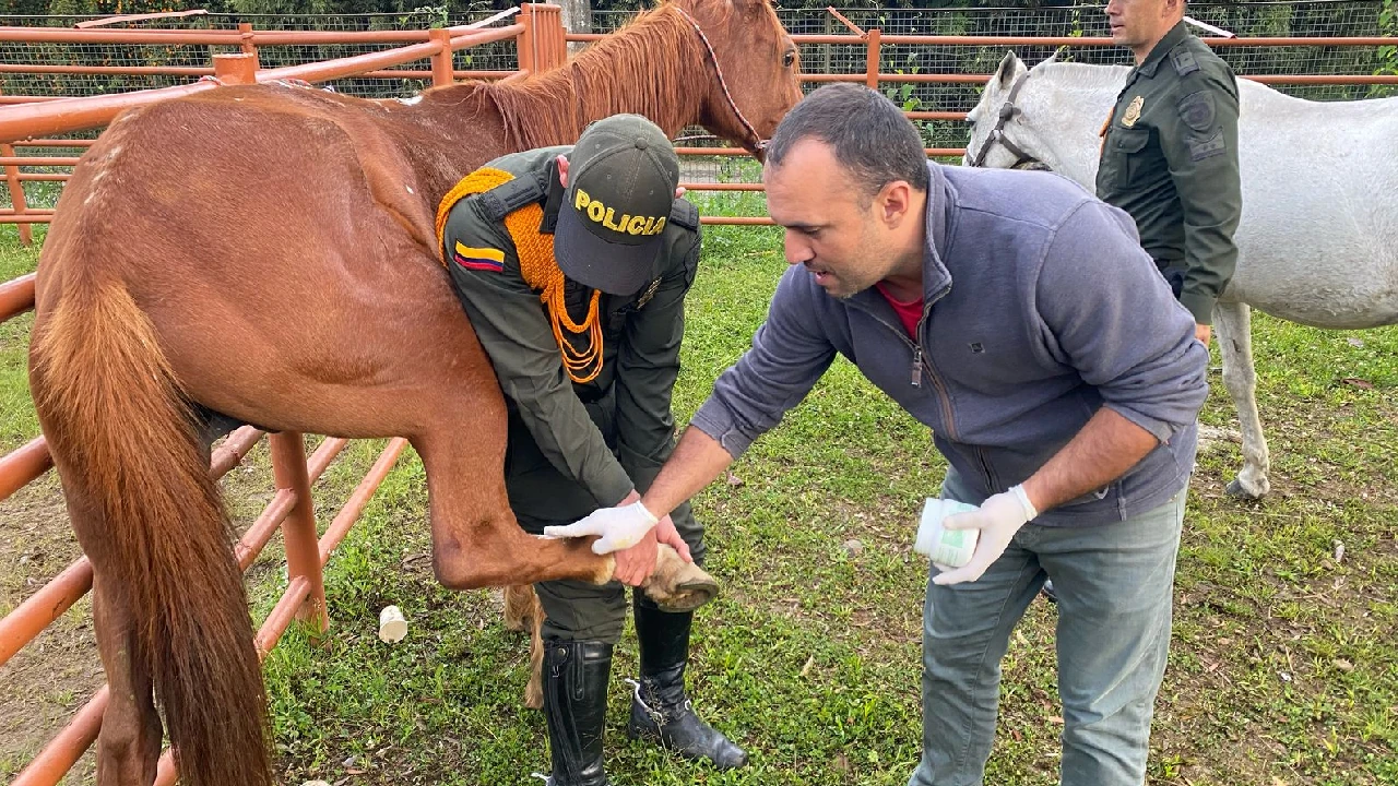 aprehension-semovientes-caballos-mala-tenencia-carmenviboral5