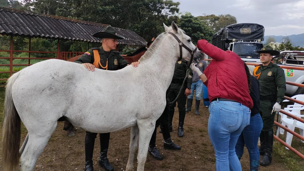 aprehension-semovientes-caballos-mala-tenencia-carmenviboral6
