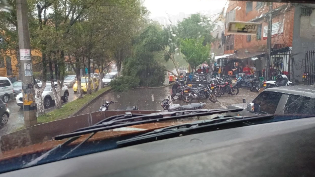 ¡Atención! Otro árbol se desplomó en Medellín, esta vez fue en Belén Rincón