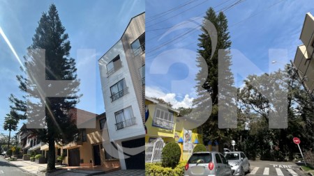 Denuncia | Dos gigantescos árboles atemorizan a la comunidad en Belén Aliadas