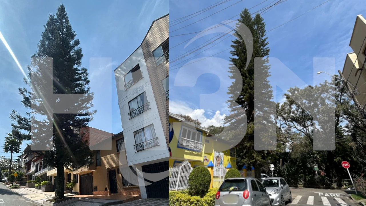 Denuncia | Dos gigantescos árboles atemorizan a la comunidad en Belén Aliadas Denuncia | Dos gigantescos árboles atemorizan a la comunidad en Belén Aliadas