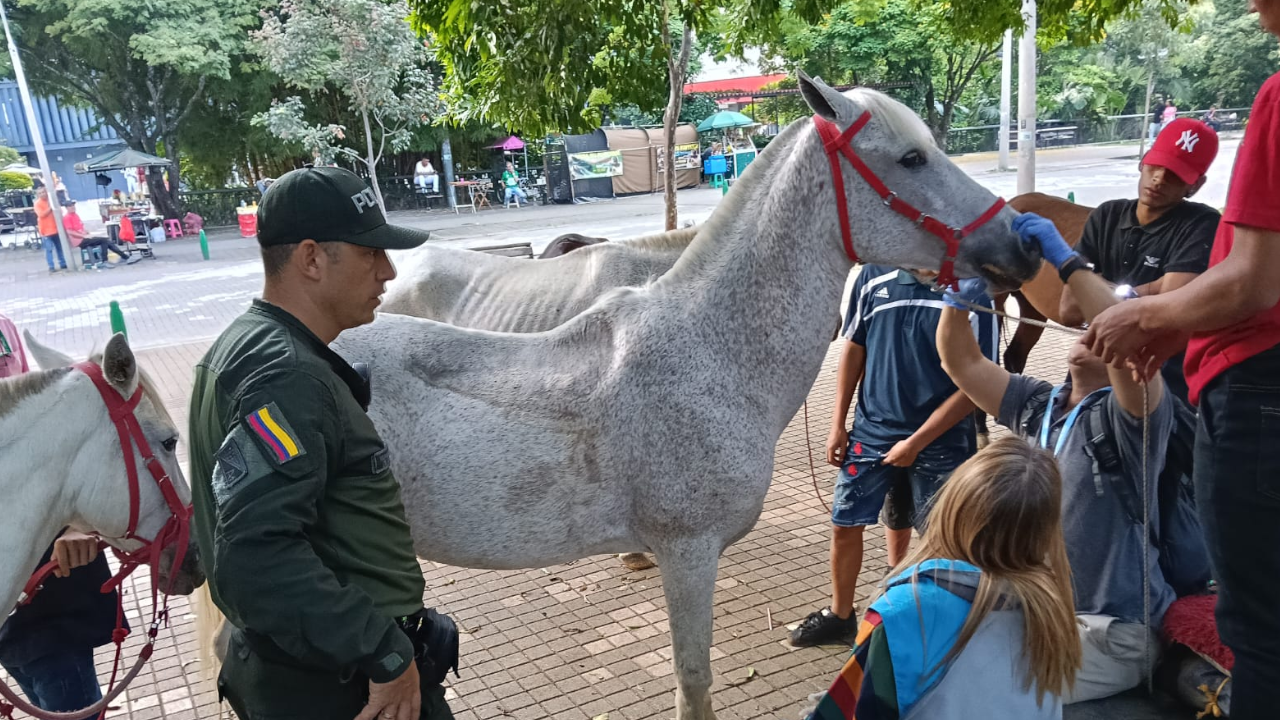 caballos