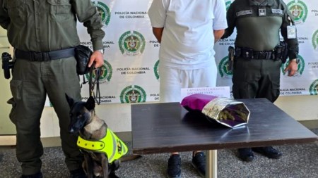 El Canino Molly, en su primer día de trabajo, incautó 220 gramos de marihuana en el Aeropuerto de Rionegro canino-policia-primer-trabajo-incautacion-droga