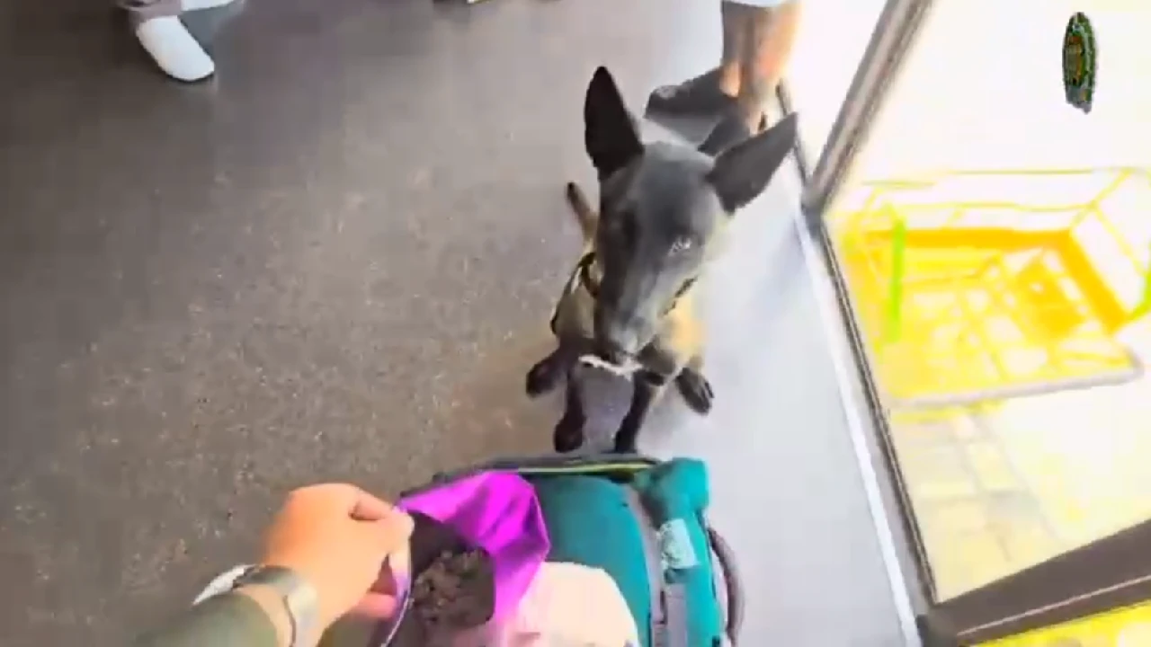 canino-policia-primer-trabajo-incautacion-droga2