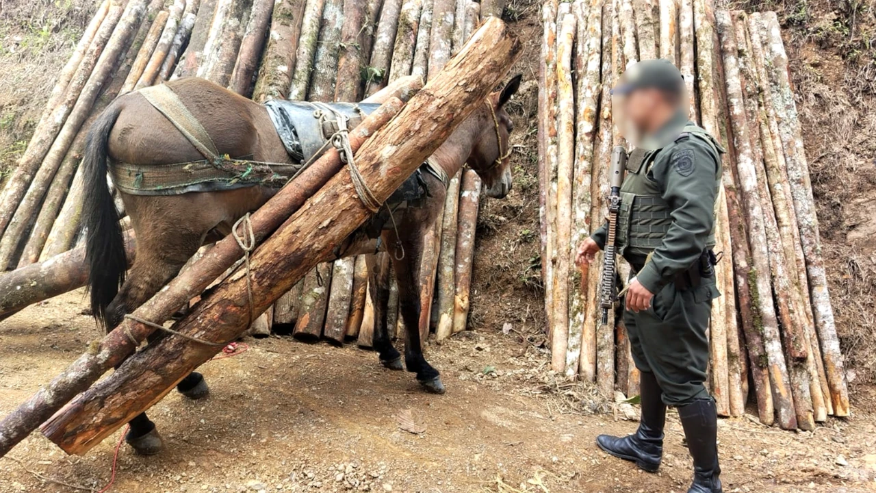 capturas-aprovechamiento-ilicito-recurso-naturales-urrao2