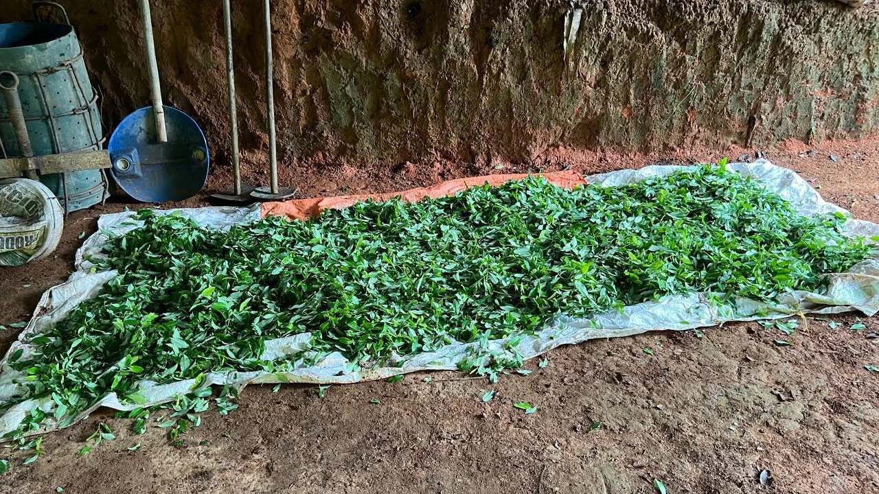 Desmantelan 3 laboratorios de coca en El Bagre, pertenecerían al Clan del Golfo y producían 300 kilos de droga 3 complejos-cocaleros-destruidos-elbagre-cordoba-clangolfo2