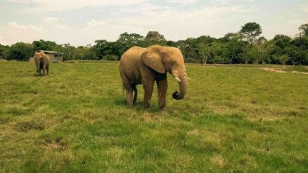 Fallece Rania la elefanta de la Nápoles: fue rescatada de un circo y vivió alrededor de 75 años Fallece la elefanta Rania en la hacienda Nápoles