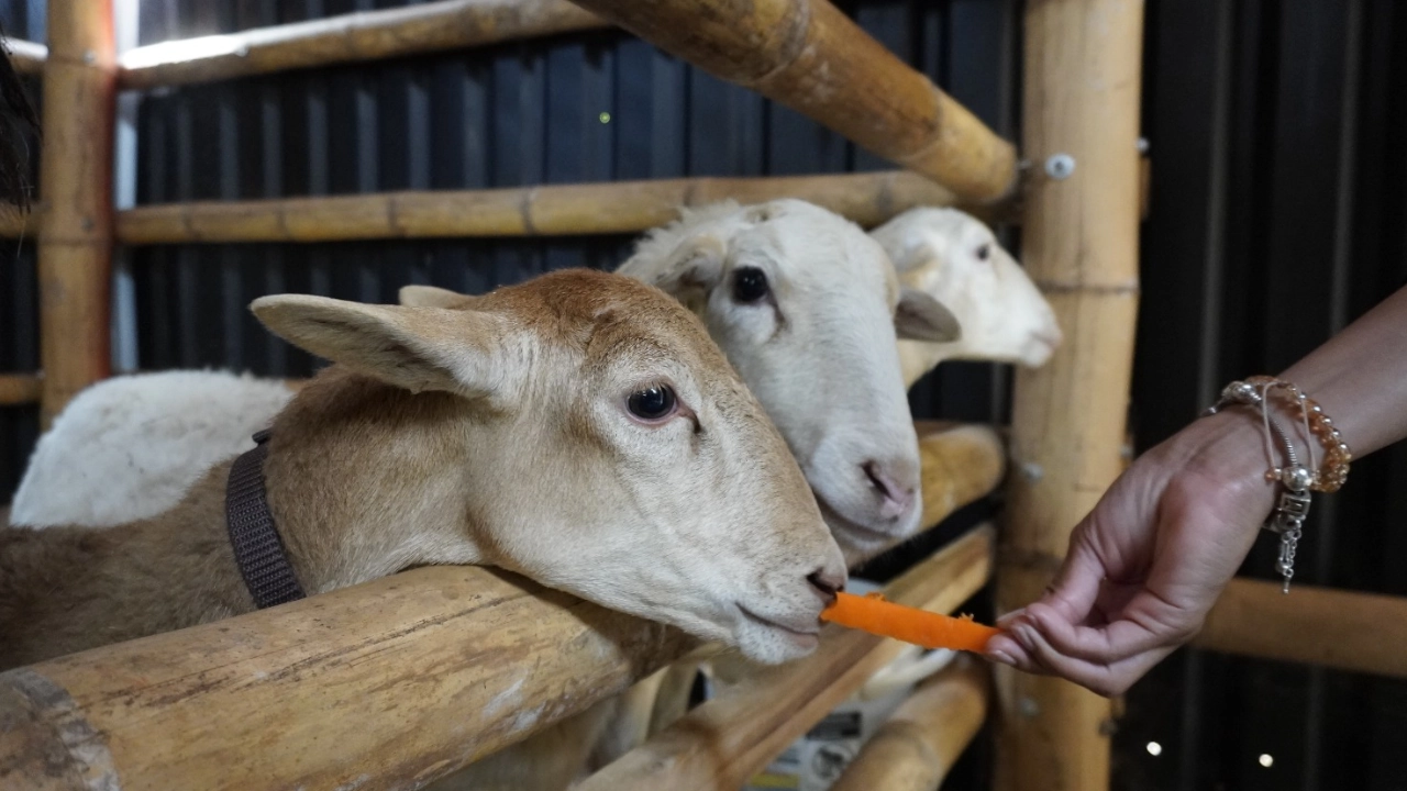 ¡Para visitar en familia! En Medellín ya hay una granja para interactuar con los animales 2 granja(2)