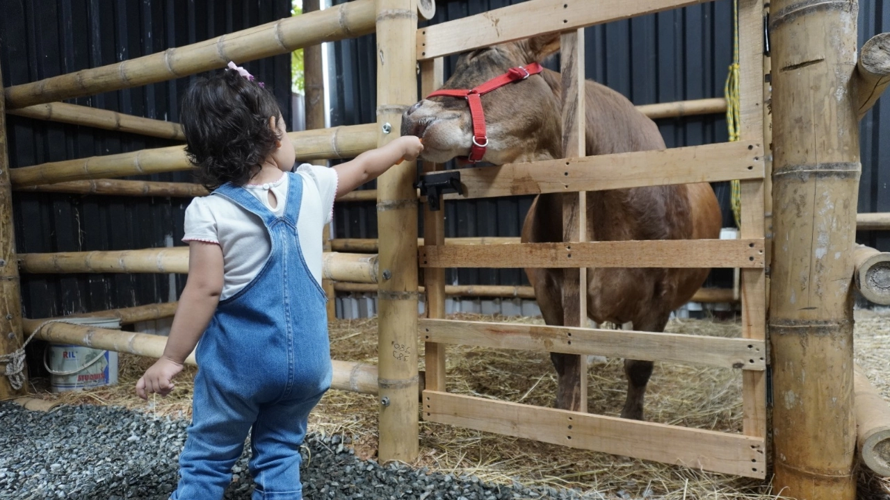 ¡Para visitar en familia! En Medellín ya hay una granja para interactuar con los animales 1 granja(3)