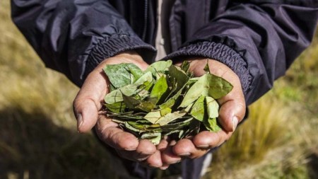 Colombia propone excluir la hoja de coca de la lista de drogas peligrosas