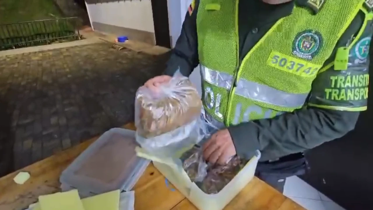 incautacion-calculos-biliares-bovino-medellin-bogota3