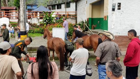 jornada-bienestar-animal-tamesis-semovientes