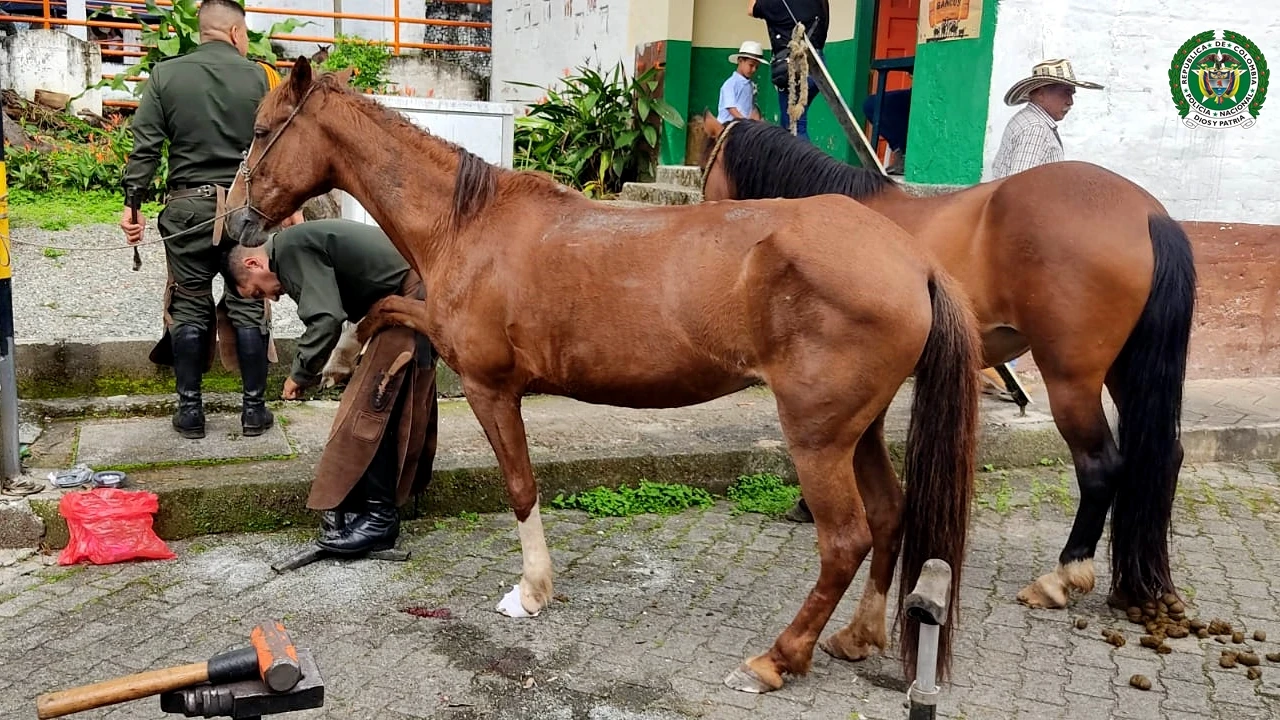 “Bienestar en 4 patas”: una jornada de amor y cuidado por los animales realizada en Támesis 2 jornada-bienestar-animal-tamesis-semovientes2